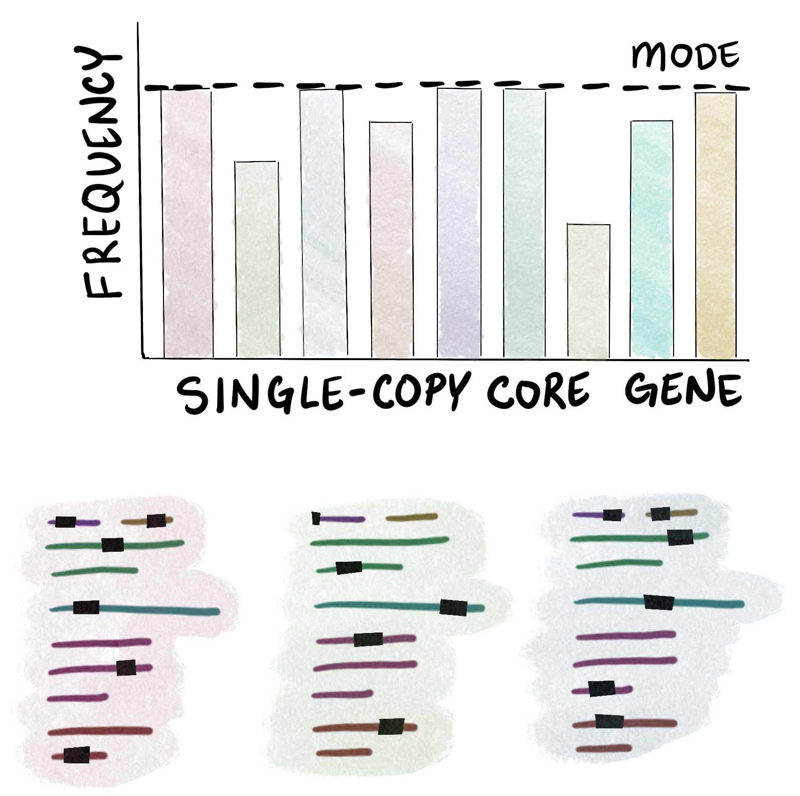 Estimating the number of microbial populations using the mode of single-copy core gene annotations