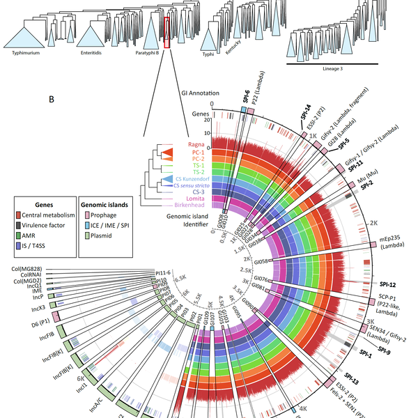An 800-years-old <i>Salmonella</i> genome, and a lovely anvi'o figure