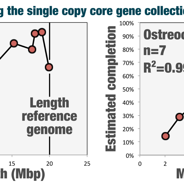 Assessing the completion of eukaryotic bins with anvi'o