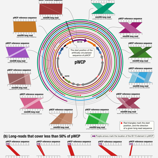 An interdisciplinary Wolbachia story through connections across the Atlantic: Metagenomics, long-read sequencing, and other things