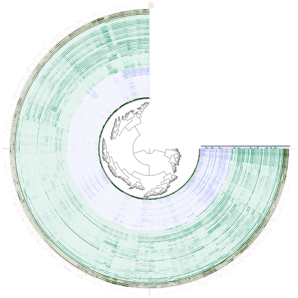 Targeted binning of a novel nitrogen-fixing population from the Arctic Ocean